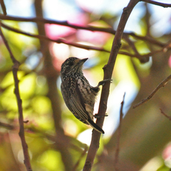 Picumnus albosquamatus
