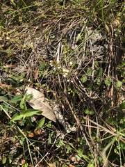 Scutellaria havanensis