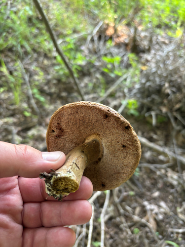 iNaturalist observation photo of Boletoideae