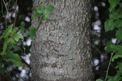 Celtis laevigata