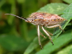 Agonoscelis versicoloratus