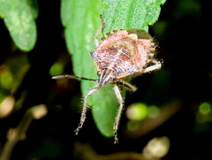 Agonoscelis versicoloratus