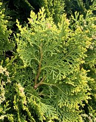 Platycladus orientalis