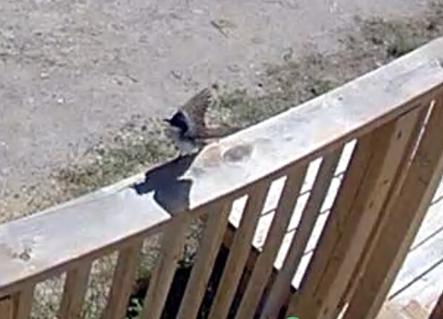 Eastern Kingbird