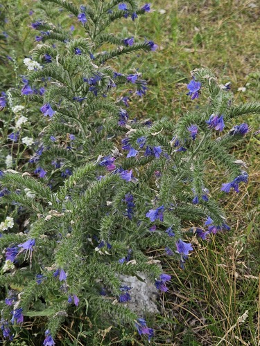 viper's-bugloss