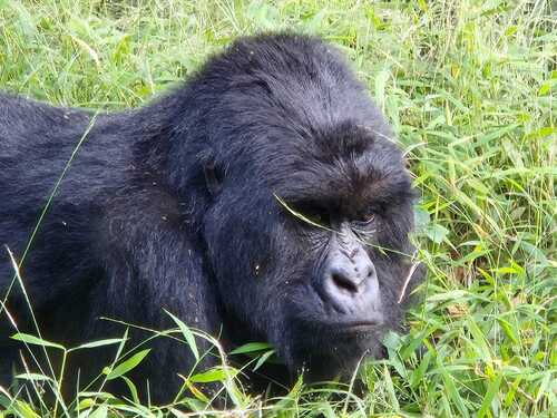 Mountain Gorilla