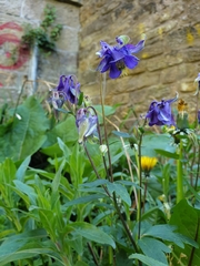 Aquilegia vulgaris