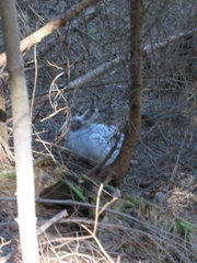 Lepus timidus varronis