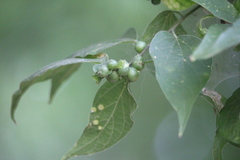 Celticecis oviformis