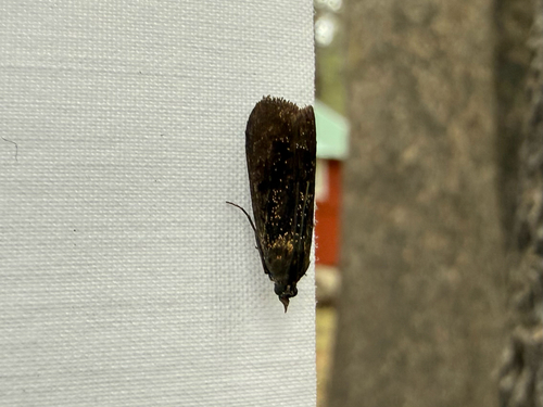 iNaturalist observation photo of Butterflies and Moths