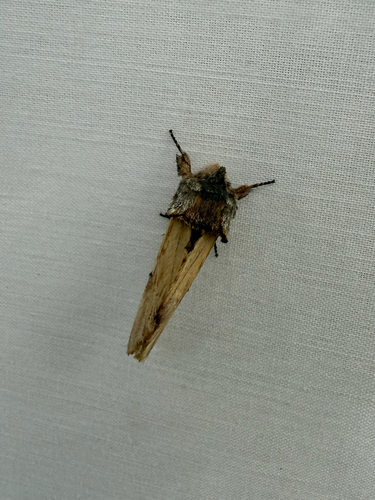 iNaturalist observation photo of Pale Prominent