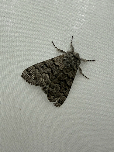 iNaturalist observation photo of Western Panthea Moth
