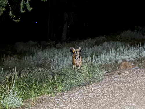 iNaturalist observation photo of Mule Deer