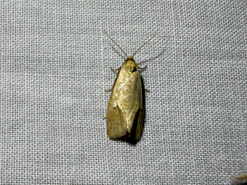 iNaturalist observation photo of Butterflies and Moths