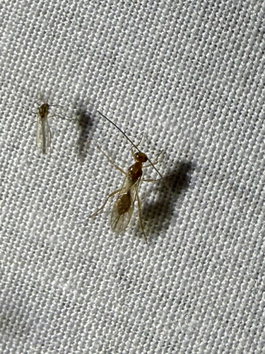 iNaturalist observation photo of Narrow-waisted Wasps, Ants, and Bees