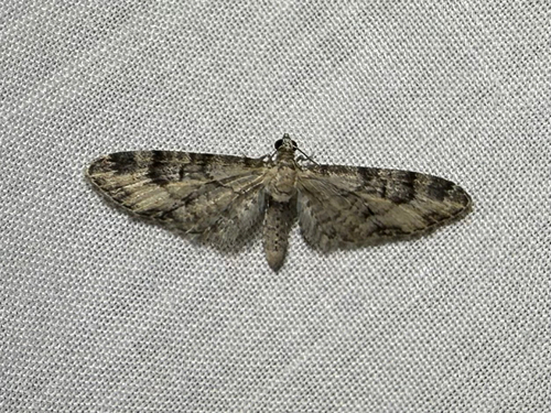 iNaturalist observation photo of Pug Moths