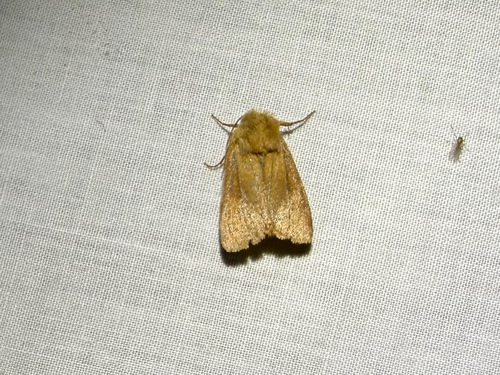 iNaturalist observation photo of Cutworms and Dart Moths