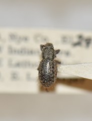 Miloderes mercuryensis