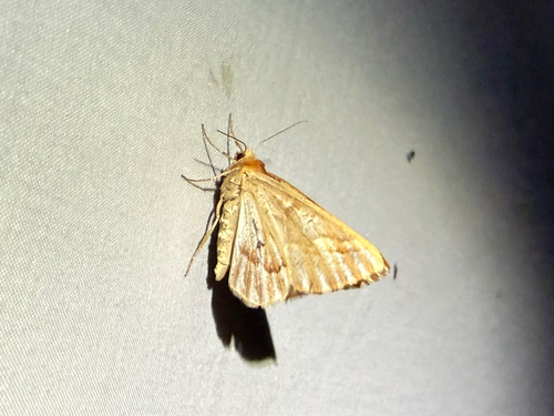 iNaturalist observation photo of Western Conifer Looper