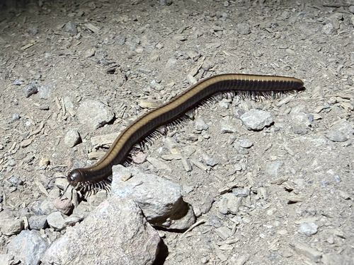 iNaturalist observation photo of Yosemite Millipede