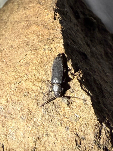 iNaturalist observation photo of Asemum nitidum
