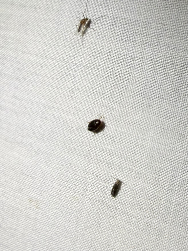 iNaturalist observation photo of Beetles