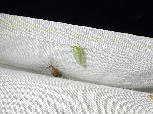 iNaturalist observation photo of Gyponana angulata