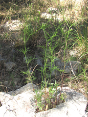 Spermolepis inermis