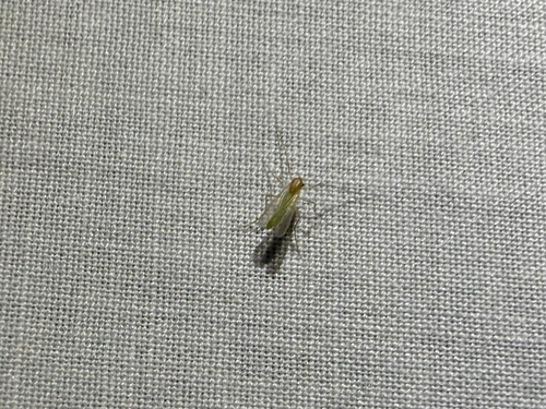 iNaturalist observation photo of Chironominae