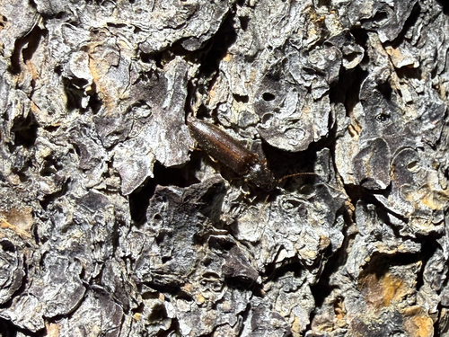 iNaturalist observation photo of Click Beetles