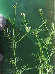 Spermolepis inermis