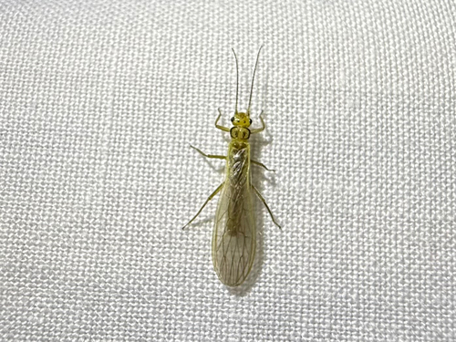 iNaturalist observation photo of Sweltsa