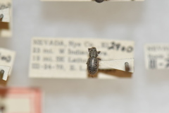 Miloderes mercuryensis