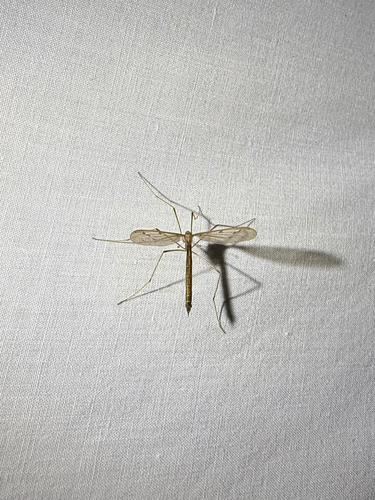 iNaturalist observation photo of Tricyphona