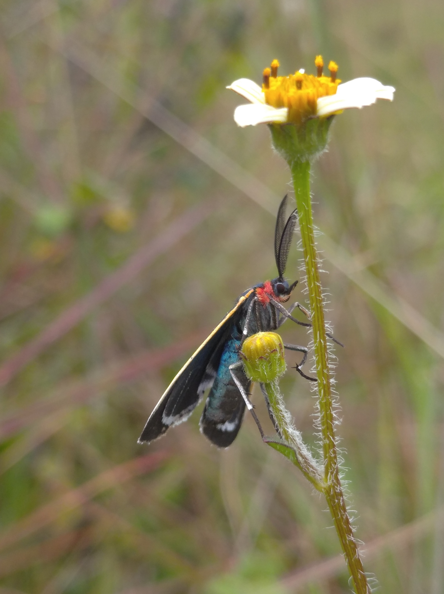 Ctenucha venosa image