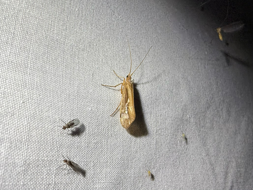 iNaturalist observation photo of Summer Flier Sedges
