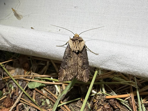 iNaturalist observation photo of Agrotis