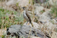 White-Browed Ground Tyrant photo 4