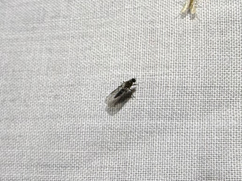 iNaturalist observation photo of Winged and Once-winged Insects