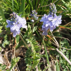 Veronica prostrata