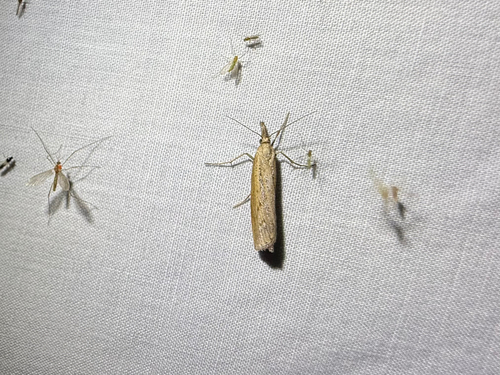 iNaturalist observation photo of Pediasia