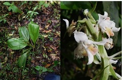 Calanthe calanthoides