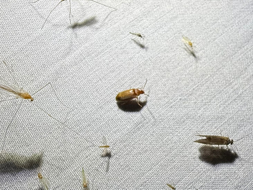iNaturalist observation photo of Water, Rove, Scarab, Long-horned, Leaf, and Snout Beetles