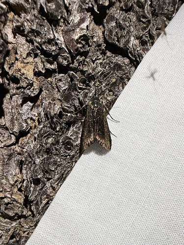 iNaturalist observation photo of Butterflies and Moths