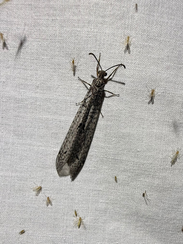 iNaturalist observation photo of Mexoleon