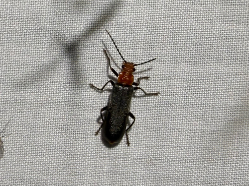 iNaturalist observation photo of Downy Leather-winged Beetle