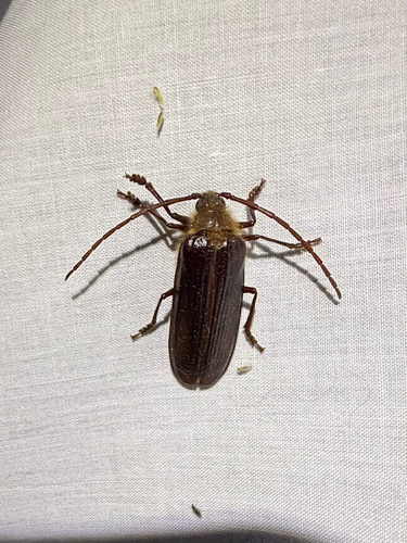 iNaturalist observation photo of Hairy Pine Borer