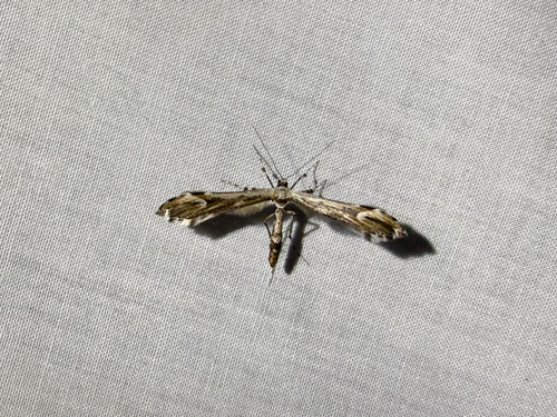 iNaturalist observation photo of Pterophorinae