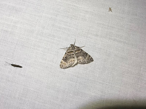 iNaturalist observation photo of Dysstroma