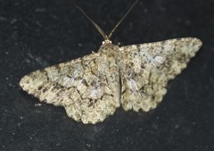 Racotis maculata